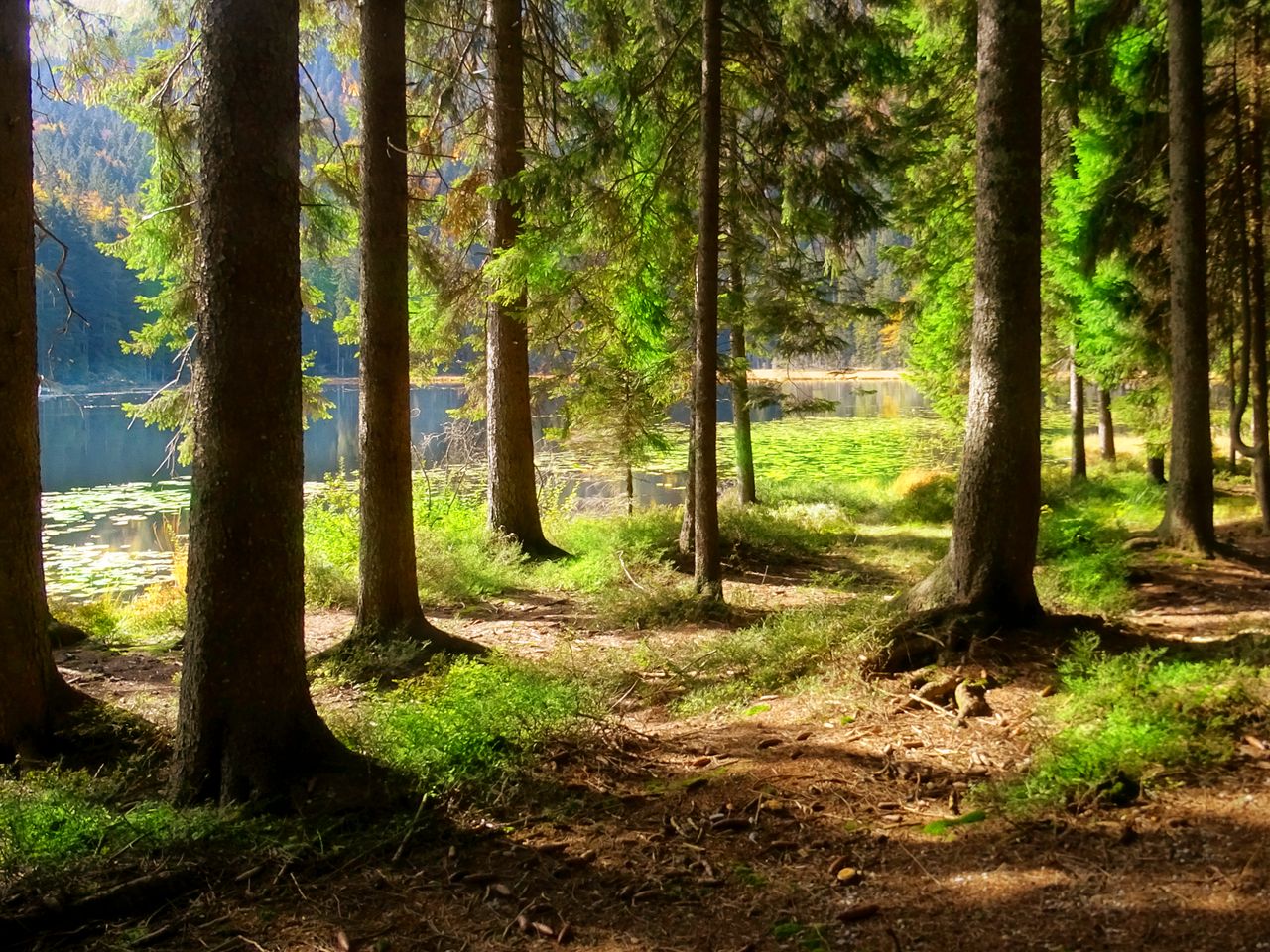 Mehr über den Artikel erfahren Wellness-Auszeit im Bayerischen Wald: Warum sich der Abstecher zum Bernrieder Hof für Genießer aus der Rhein-Neckar-Region lohnt